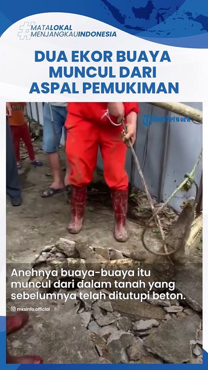 VIRAL VIDEO Detik-detik 3 BUAYA Keluar dari Dalam Tanah, Cor-coran Hancur, Warga Heboh & Panik