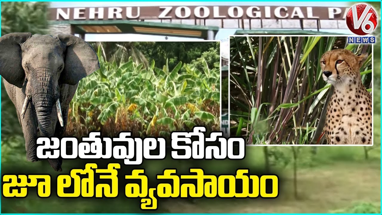 Organic Food Cultivation For Animals At Nehru Zoological Park _ Hyderabad _ V6 News (1)
