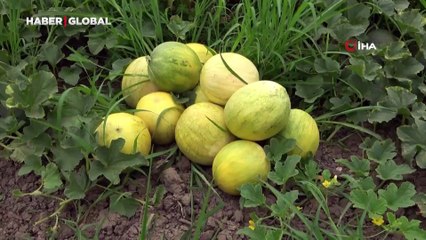 Baldan tatlı kavun: Kendine has Süheyla