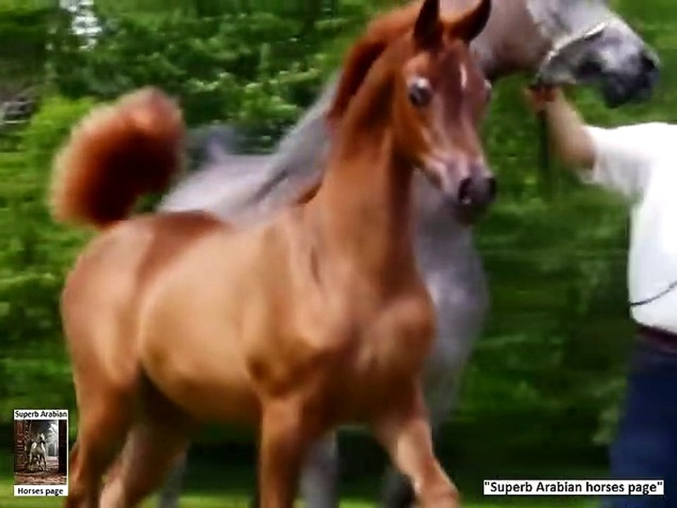 Jood Al Ulia, one of the best Arabian fillies on earth