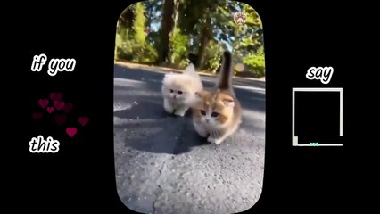 So many cute kittens videos compilation 2023 _ Part 2