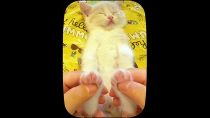 Kucing Lucu - Kumpulan Kucing Lucu__ Funny Cat and Dog - Funny Animal #1, _Daredevil Cats