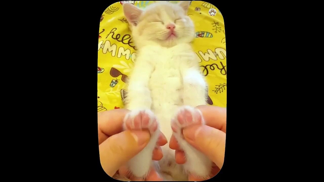 Kucing Lucu - Kumpulan Kucing Lucu__ Funny Cat and Dog - Funny Animal #1, _Daredevil Cats