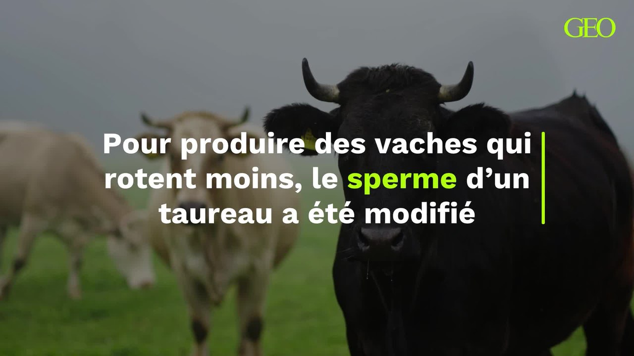 Le sperme d’un taureau a été modifié pour produire des vaches qui rotent moins (et ça pourrait sauver la planète)