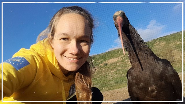 Tiergarten-Waldrappe üben fliegen - Ziel Andalusien statt Toskana