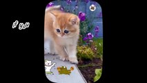 Most Beautiful And Adorable Cats _ Part 8