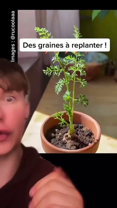 Obtenir des carottes avec une carotte 