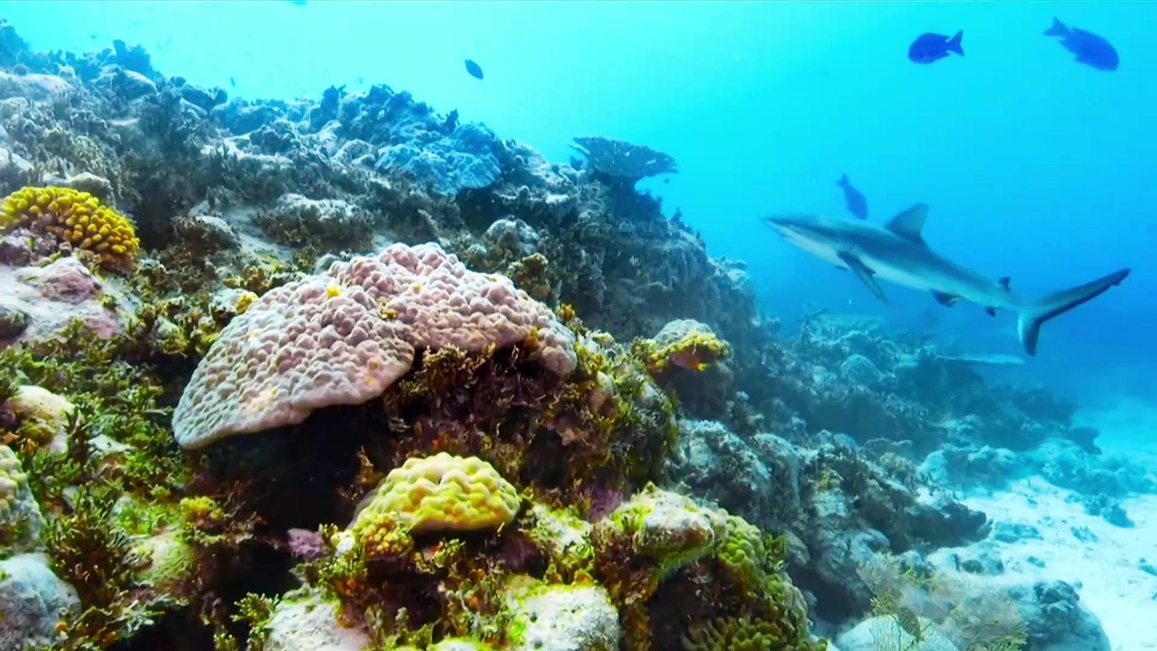 #1 新時代の幕開け BBC Earth 2021 エイジ・オブ・ネイチャー 守るべき地球
