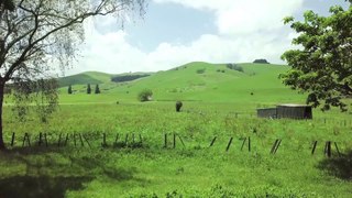 Grassland | Farm Field Background Video | No Copyright Video | Romance Post BD
