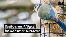 Sollte man Vögel im Sommer füttern?