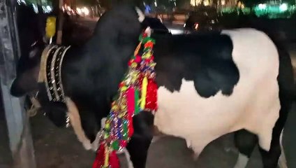 Beautiful cow for slaughter