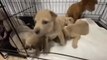 Hero teacher rescues 19 abandoned puppies left to drown in flooded forest