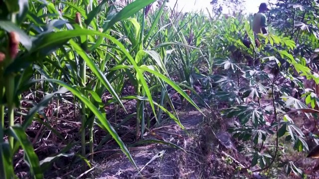 Indonesian villagers dig up dry river bed in drought
