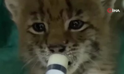 Yavru vaşak sağlığına kavuştu