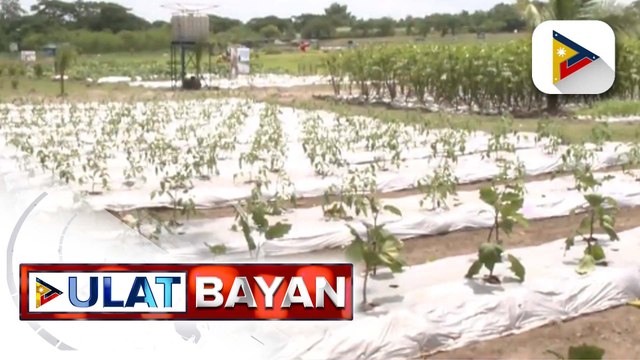 Proyektong mangangalaga sa kalikasan at tutugon sa epekto ng climate change, inilunsad ng Philippine Army at Tarlac Heritage Foundation