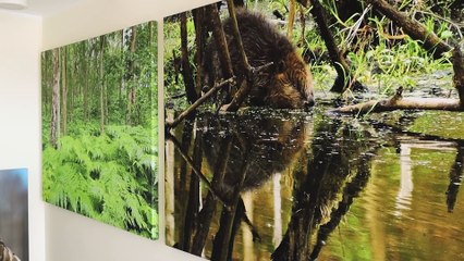 Noc z nietoperzami, czyli szczecineccy leśnicy zapraszają na „Las do góry nogami”