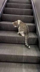 I Love These Cats! They're Awesome