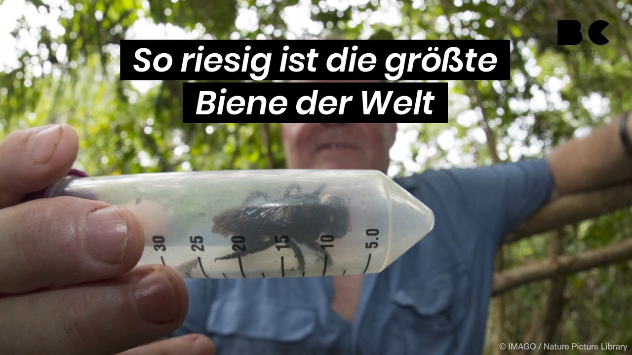 So riesig ist die größte Biene der Welt