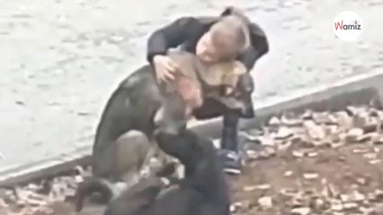 Vecino graba desde su ventana el encuentro de un niño con un perro callejero: el vídeo parte el alma