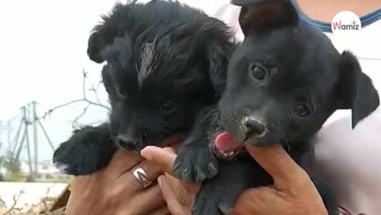 ¡Descubre a estas ladronas de corazones!