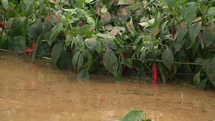 농작물 1,019ha 침수·낙과 피해...여의도 3.5배 / YTN