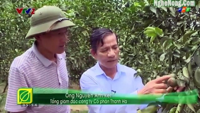 Chăm sóc cây cam giai đoạn quả nhỏ