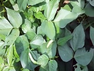 लट कर रही फसलें चट, बचाव के लिए किसानों को कृषि विभाग दे रहा सलाह-video