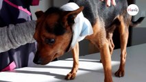 Un perro los espera frente a la clínica veterinaria: la marca que tiene alrededor del cuello les hiela la sangre