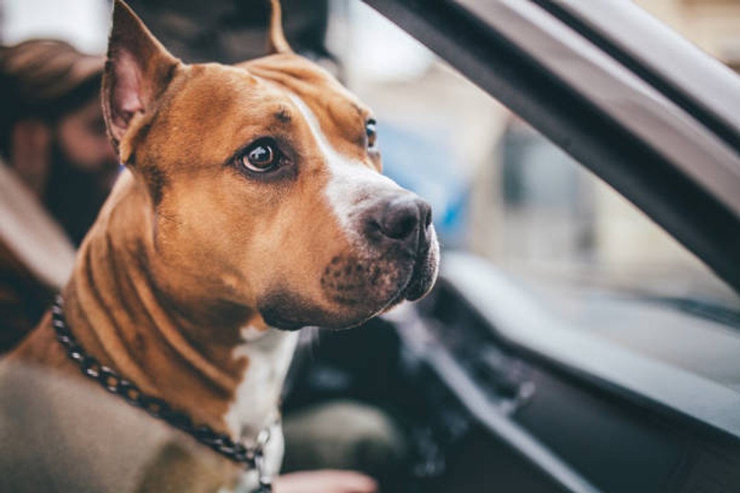 Trucos Para Que Tu Perro No Se Maree En El Coche