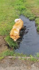 Dog Plays In The Puddles