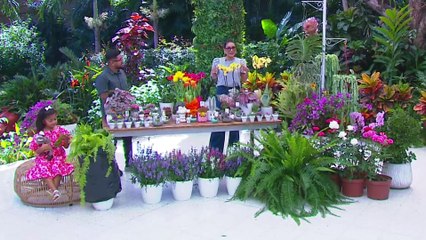 bd-plantas-que-mamá-o-abuela-siempre-tienen-en-casa-100823