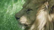 World Lion Day at Knowsley Safari