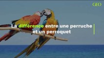 La différence entre une perruche et un perroquet