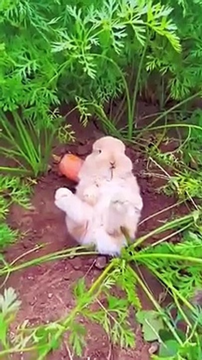 حيوان لطيف مع ثمار الجزر Cute animal with carrot fruits