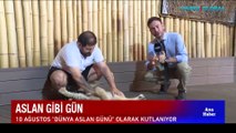 10 Ağustos Dünya Aslan Günü... Nesli yok olma tehlikesiyle karşı karşıya