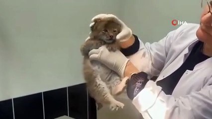 Poses mignonnes de bébé lynx Ani devant la caméra