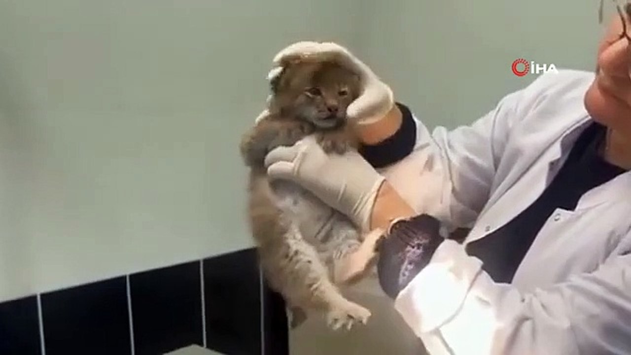 Poses mignonnes de bébé lynx Ani devant la caméra