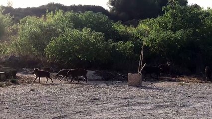 Incongru à Martigues: des sangliers en ville
