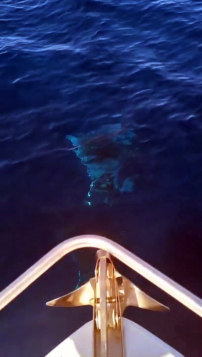 Spotting Manta Rays From a Boat