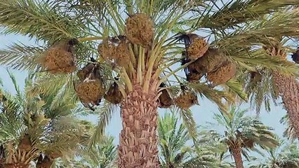 Israël: À Eilat, pas une goutte d'eau ne se perd