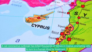 Cat Coronavirus Outbreak: Thousands Of Felines Die In Cyprus As Vets Turn To Human Drug For Treatment