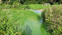 LOUGH NEAGH ALGAE latest