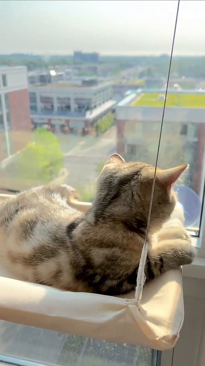 Cute kitten 