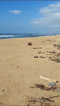Momento raro mostra leão-marinho descansando em praia de SC