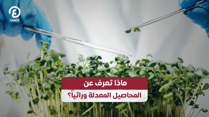 ماذا تعرف عن المحاصيل المعدلة وراثياً؟