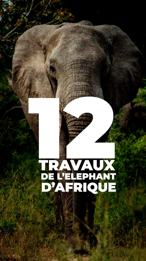 les 12 travaux de l’elephant d’afrique