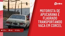 Motorista de Apucarana é flagrado transportando vaca em Corcel; veja