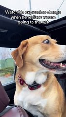 Cão vai ao veterinário e a sua reação é impagável