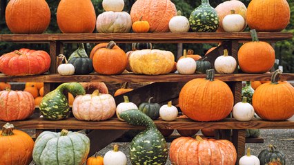 10 Types of Pumpkins to Upgrade Your Fall Decor