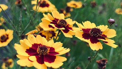 12 Gorgeous Outdoor Plants That'll Still Look Good Between Summer and Fall